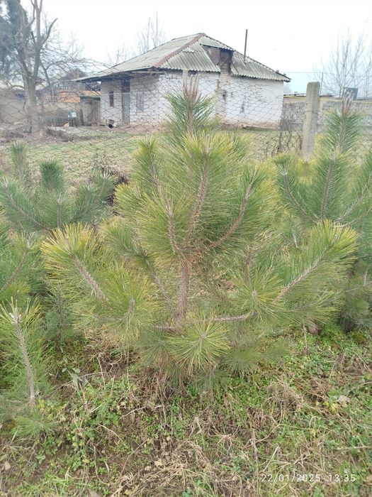 Qirim sasna koʻchatlari