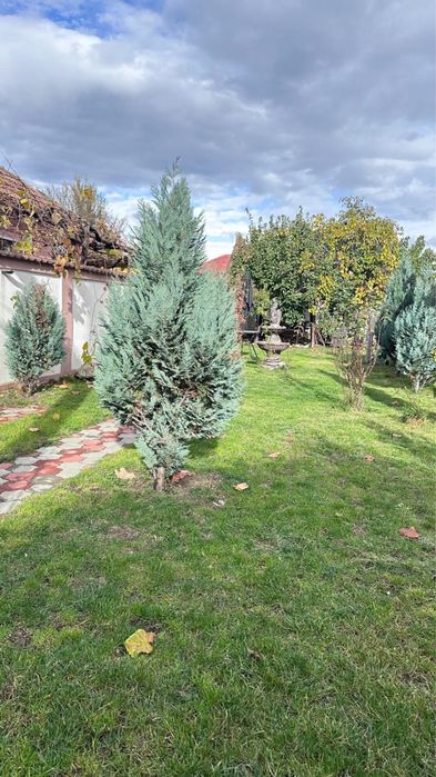 Ofer casa spre inchiriere