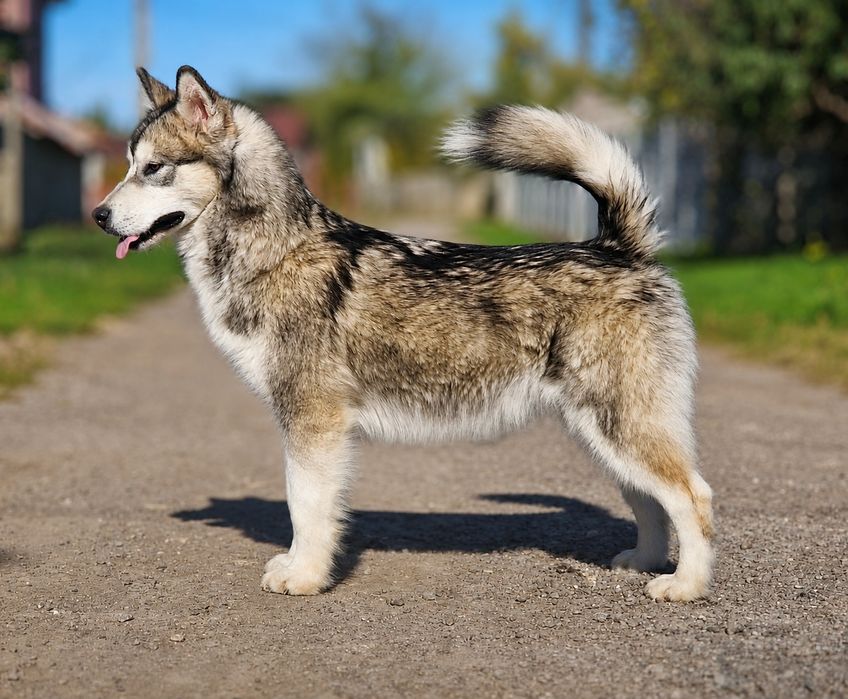 Mascul Malamut Alaska