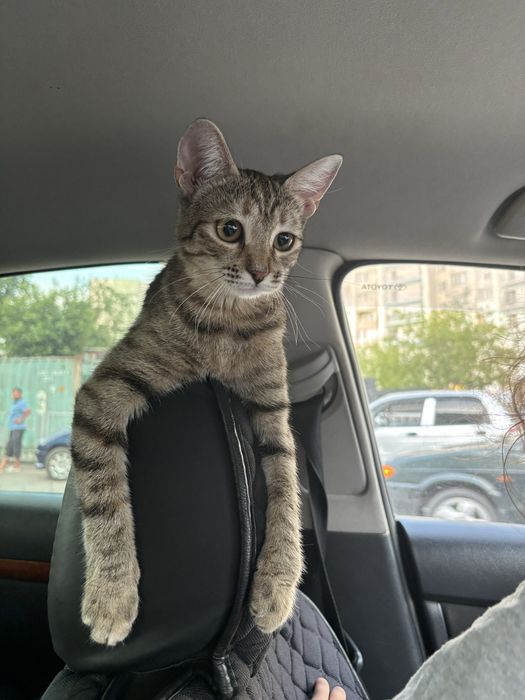 Отдам кошку в самые лучшие руки