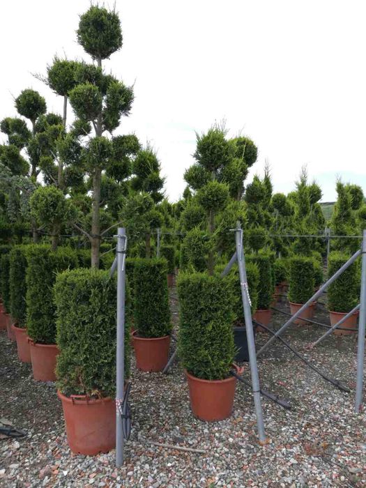 Спирали топки и пон-пони