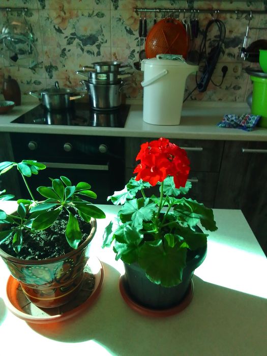 Комнатные цветы .