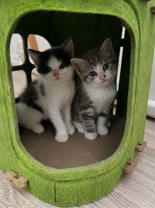 Котятки ищую новый дом