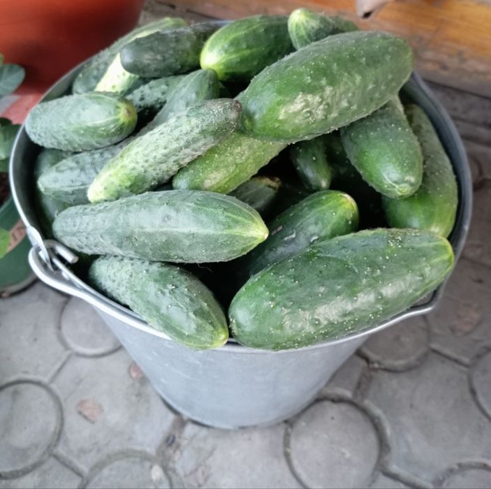 Домашние  огурцы