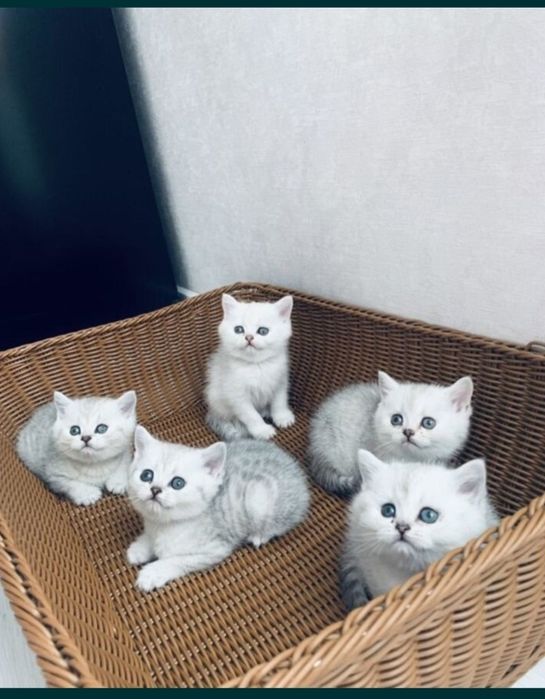 Шиншила на вязку.