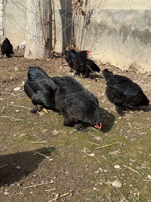 Jaydar tovuqlar sotiladi