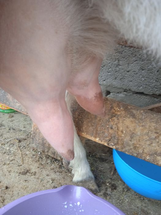 Продаются    козы