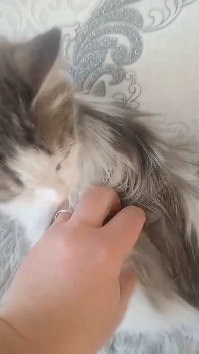 Ищу семью для милой кошечки