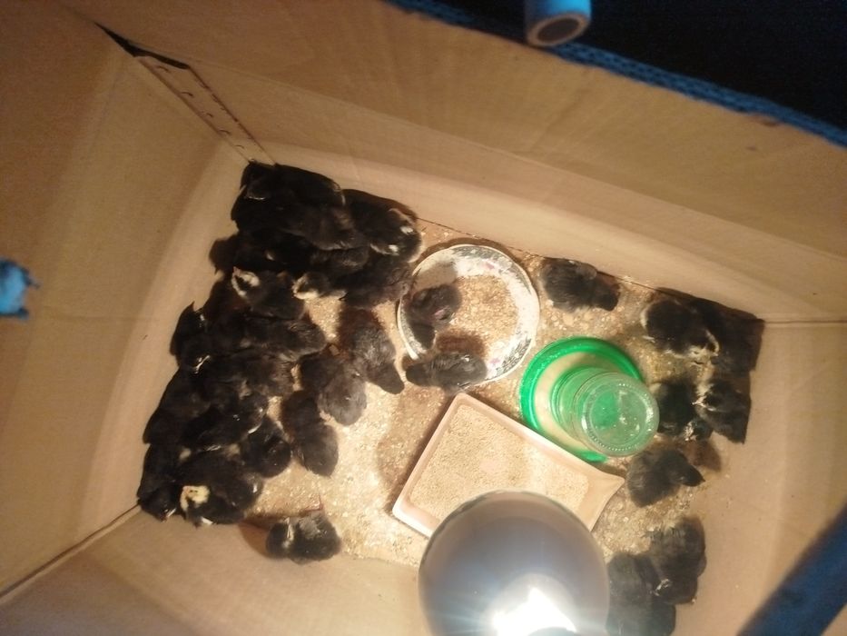 Inkubator Jersi jojalari