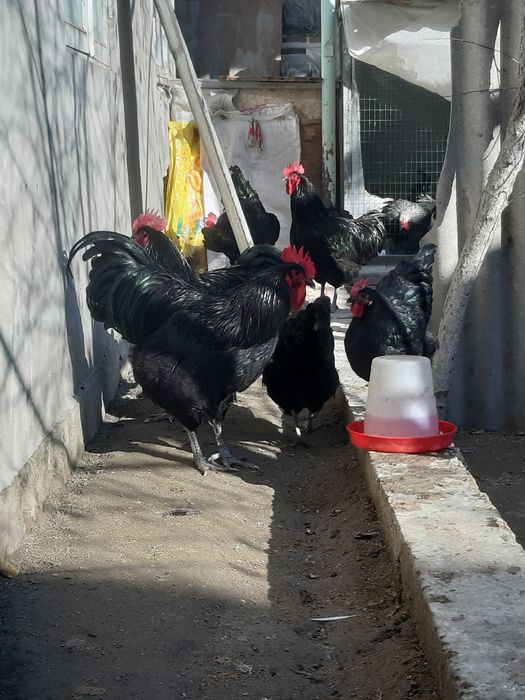 Жерси тухумлари сотилади