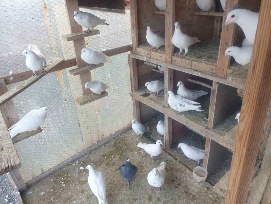 Porumbei albi voiajori si infoiati