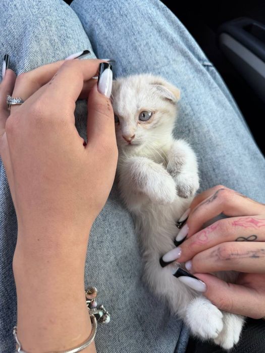 британская веслоухая кошка