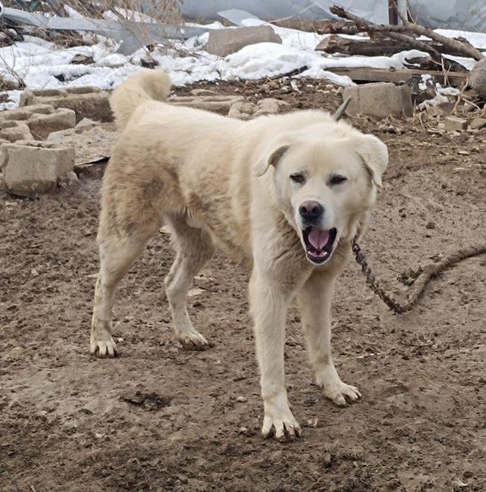 Төбет  күшік  үйретілмеген