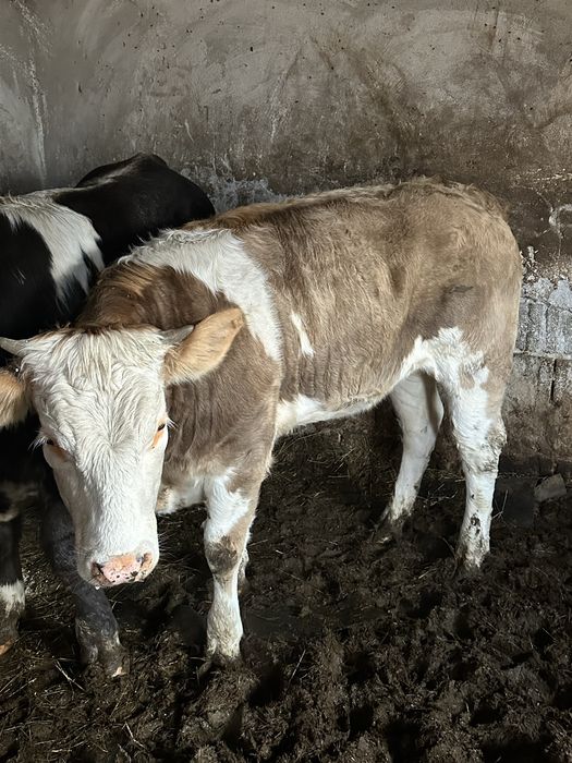 Vand Tauras si vitea