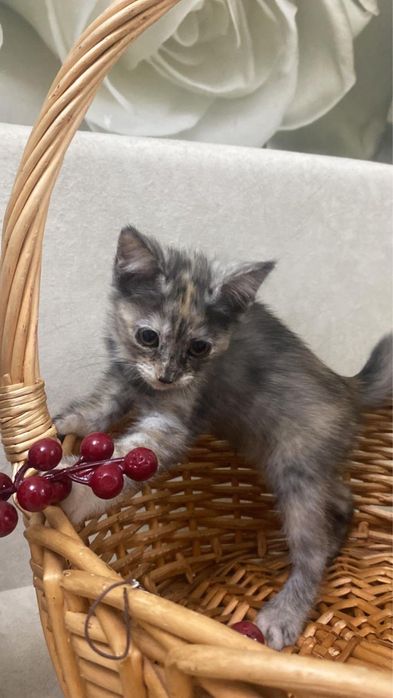 Котята ищут семью. 2.5 мес