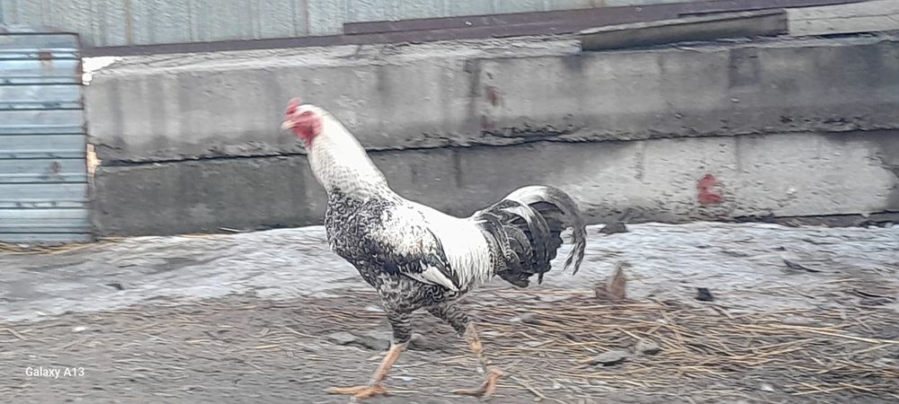 Продам хороших курей