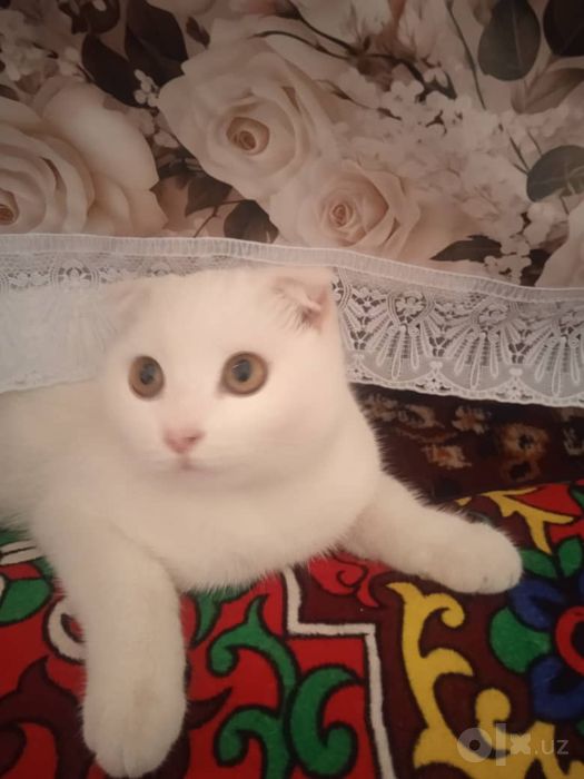 Продаётся Скоттиш Фолд