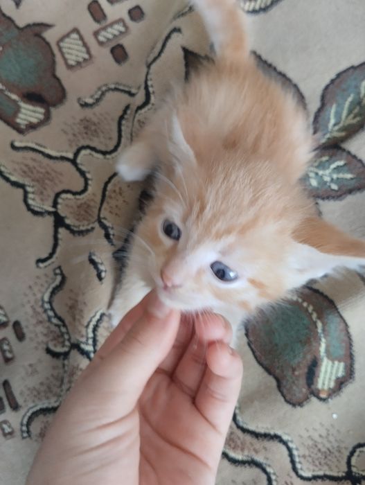 Отдам котят в хорошие руки