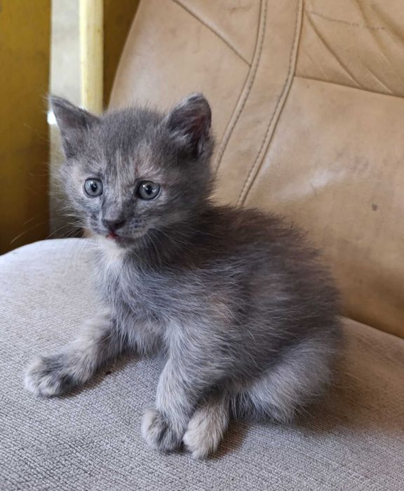 Котята, бесплатно