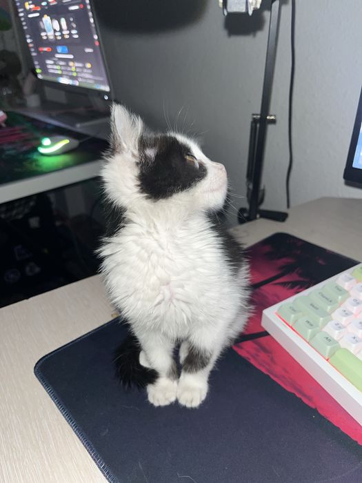 Котенок девочка в добрые руки