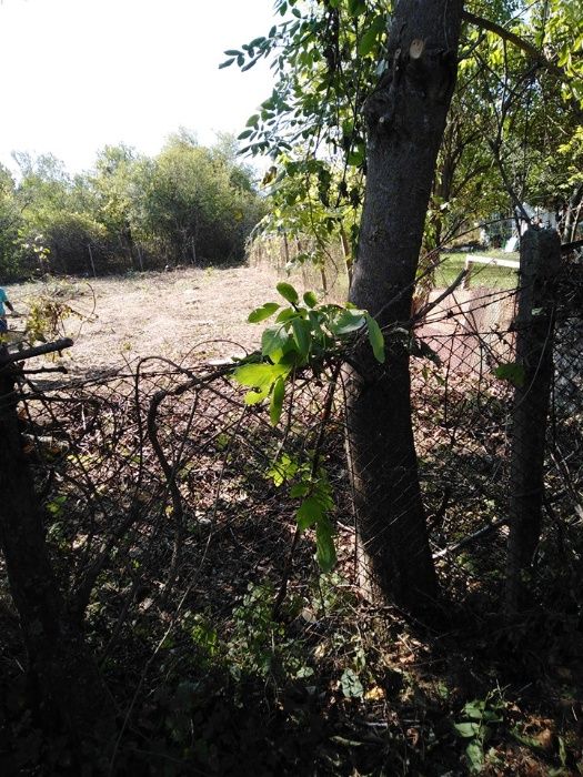 извозване на трева храсти клони разумните цени