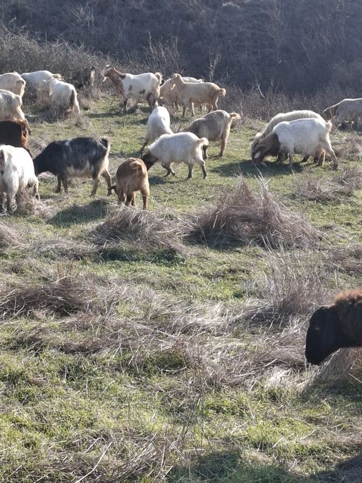 Capre  cu iezi de vânzare
