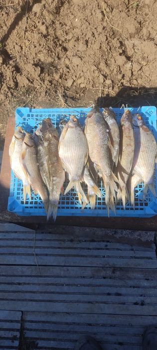 Продам сушоную рыбу