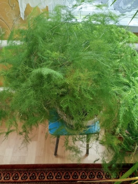 Срочно, продам комнатные цветы