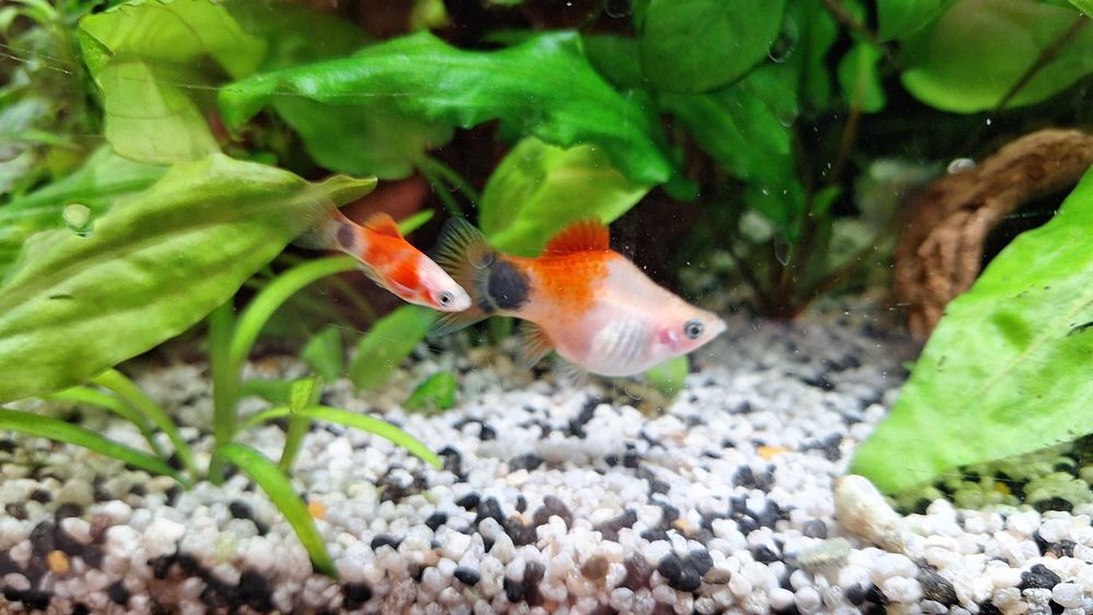 Pachet pești + plante + melci, la doar 100 de lei