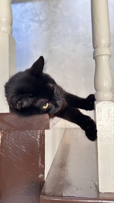 Отдам кота в добрые руки