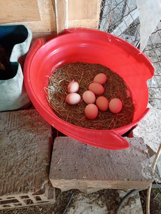 Vând ouă pentru incubat