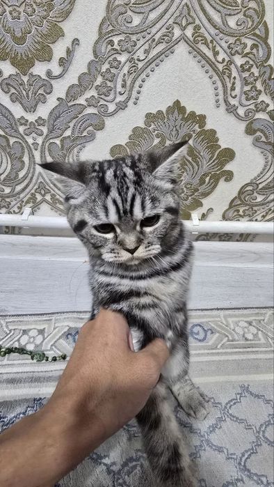 Шотландский прямоухий (скоттиш-страйт)