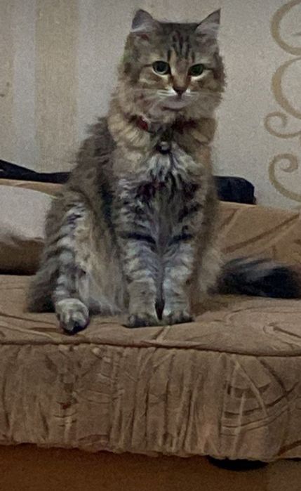 Кошка Сибирский с документами