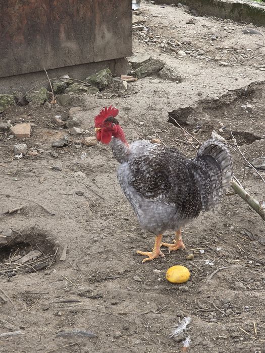 Cocosi tineri de curte