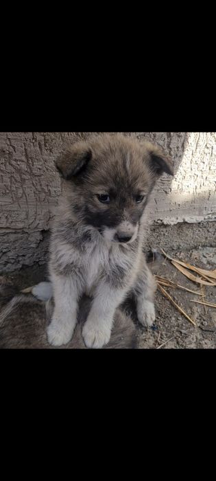 Отдам в добрые руки