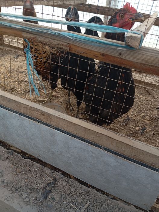 7-oylik tovuqlar xoʻroz 4 ta dona toza boqilgan johori va start berilg