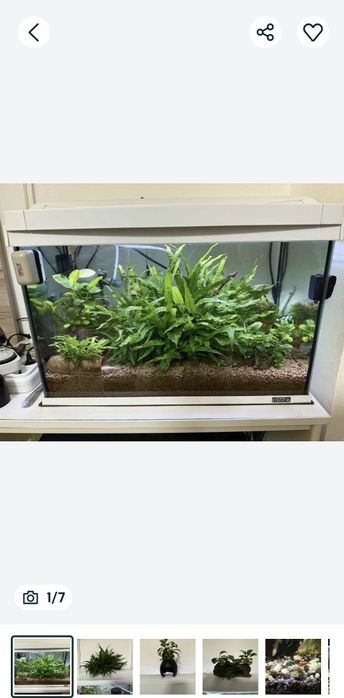 Decoruri naturale acvariu, plante,lemne ,melci, creveți, nuca de cocos