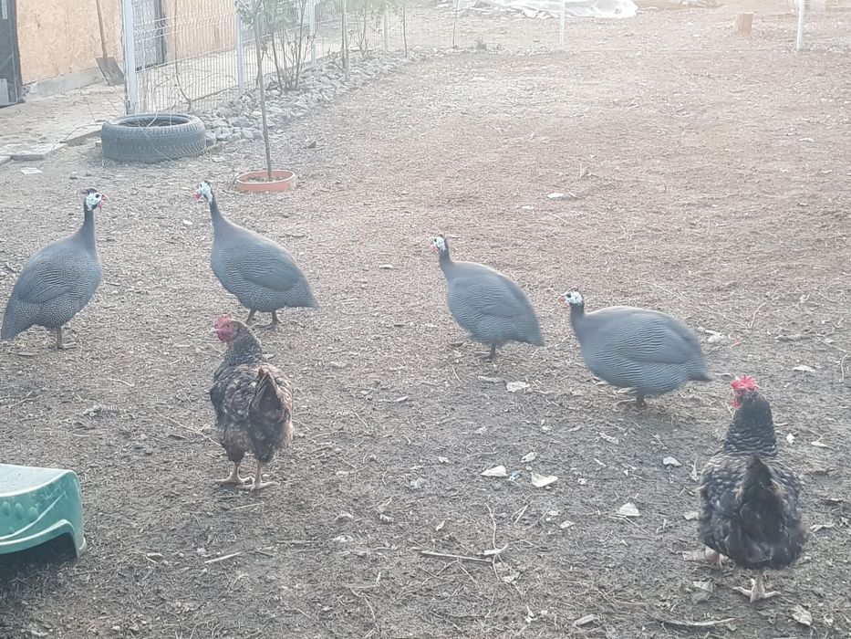 Vand bibilici tinere