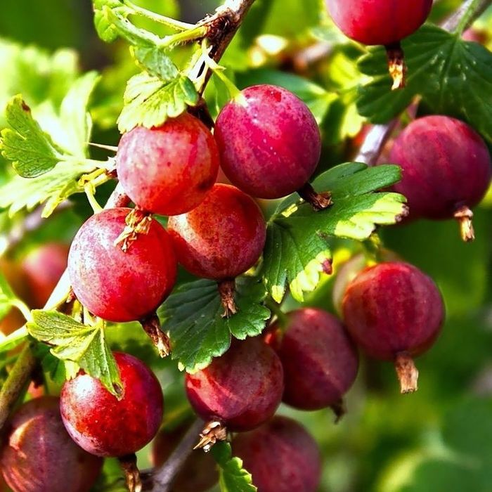 Arbuști Fructiferi (Agris Roșu)