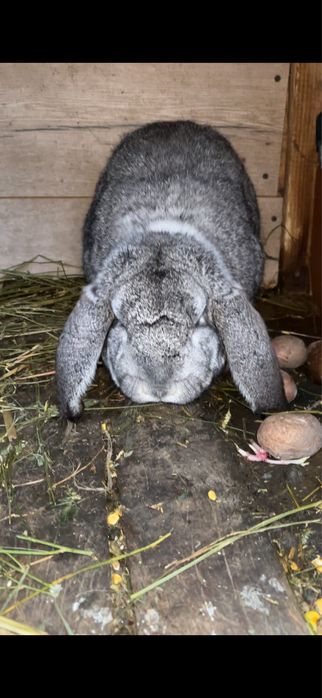 Vand mascul berbec german