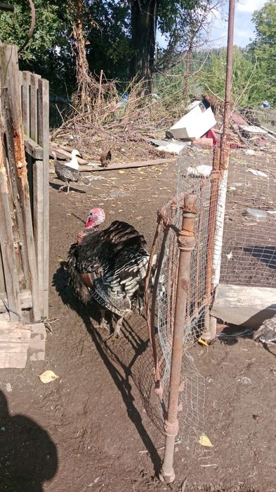 Продам индюков породы Бронза