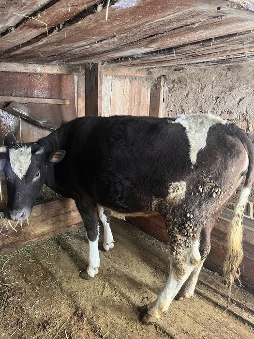 Продам тёлку на откорме