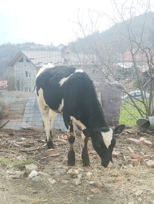 Vițel  de vânzare!