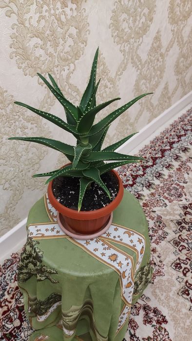 Алое комнатное.Продаю.