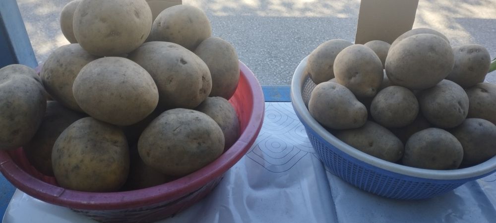 Продам домашнюю картошку