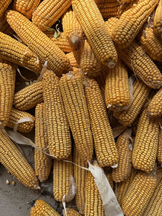 Gibrit johori sotiladi dehqonchilik