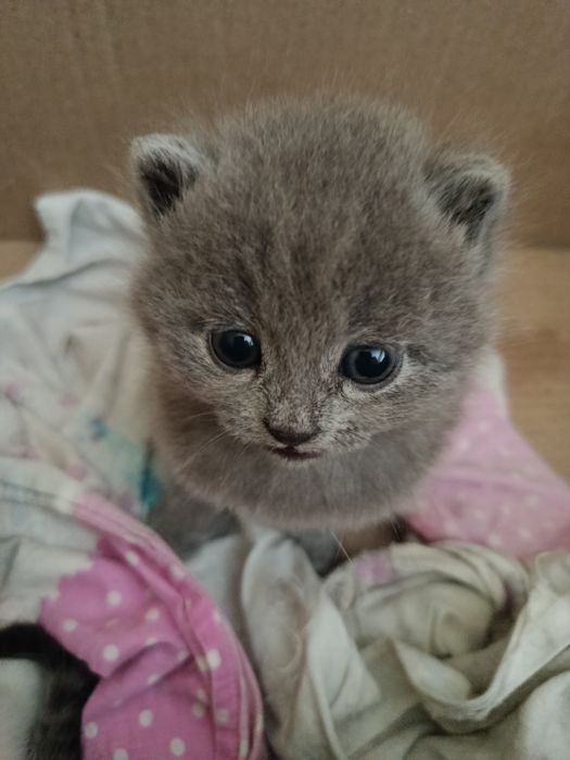 Новорожденные британские котята