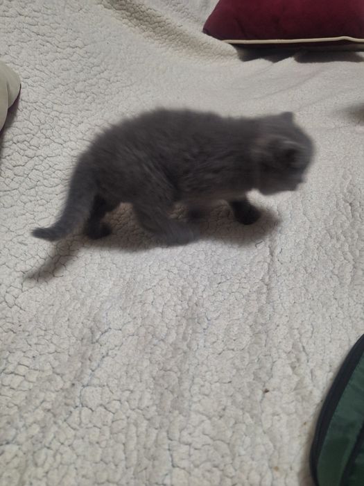 Продаю девочку британку