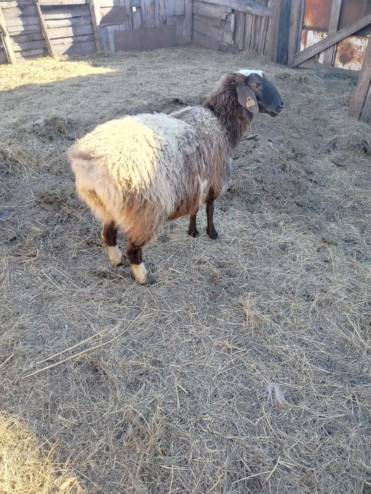 Продам Овечкуууу