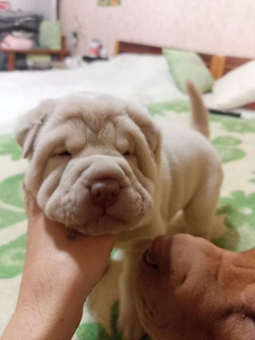 Вязка шарпей Американский